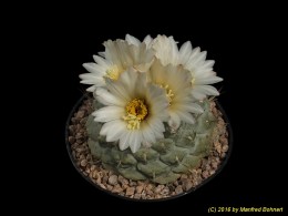 Strombocactus disciformis 1274